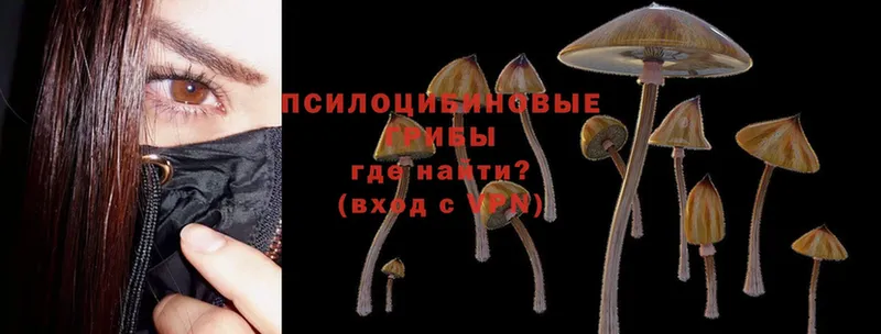 Галлюциногенные грибы Psilocybe  Лыткарино 